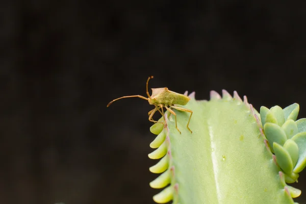 Hemiptera Nezara Viridula Heteroptera pentatomidae palomera pras — Stok fotoğraf