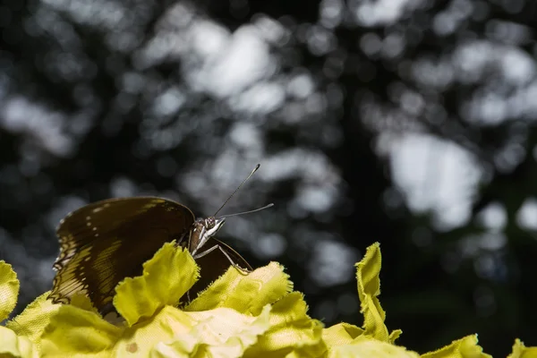 Bella farfalla in natura — Foto Stock