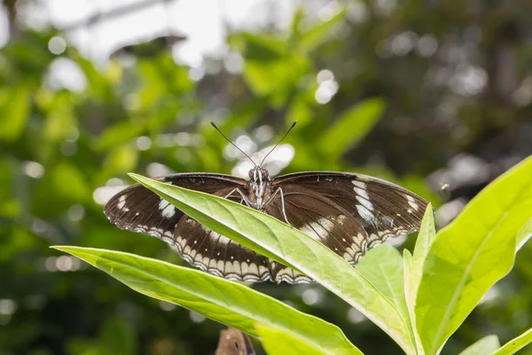 Mooie vlinder in de natuur — Stockfoto