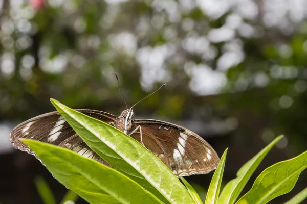 Hermosa mariposa en la naturaleza —  Fotos de Stock