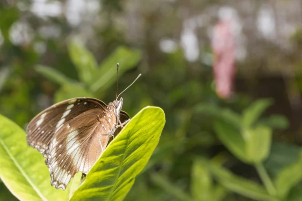 Hermosa mariposa en la naturaleza —  Fotos de Stock