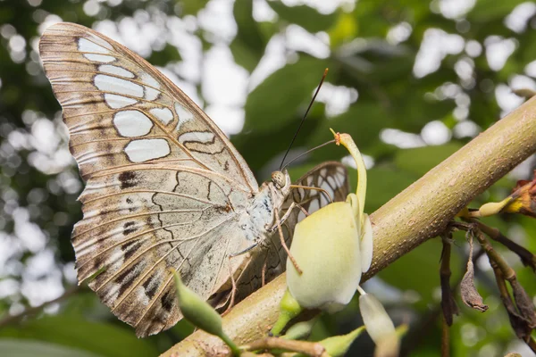 Blauwe "Clipper Butterfly" in bangkok Thailand zijn wetenschappelijke naam — Stockfoto