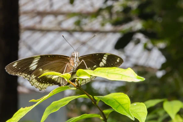 Mooie vlinder in de natuur — Stockfoto