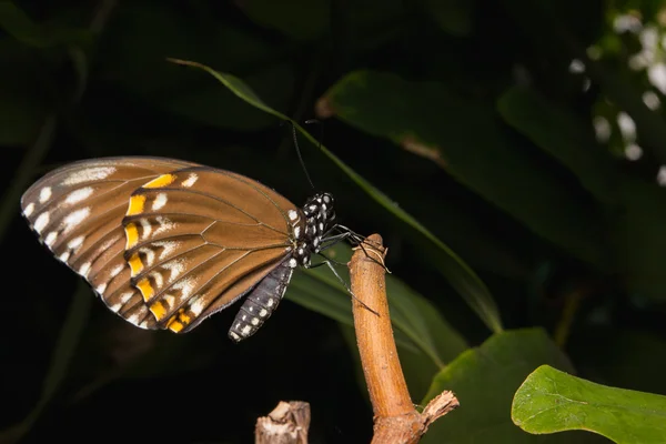 Primer plano de la mariposa común cuervo en árbol . —  Fotos de Stock