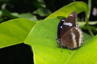 Büyük Eggfly veya Hypolimnas bolina kelebek