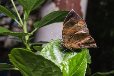 Sonbahar yaprağı (Doleschallia bisaltide) yaprakları.