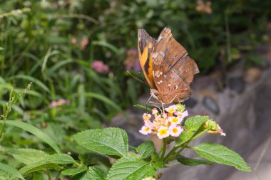 Sonbahar yaprağı parlak lantana (Doleschallia bisaltide).