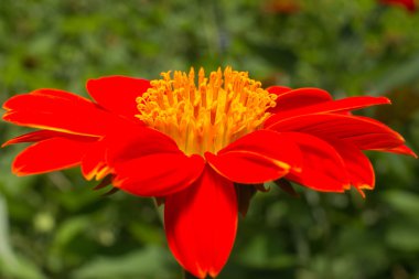 Tithonia rotundifolia yeşil zemin