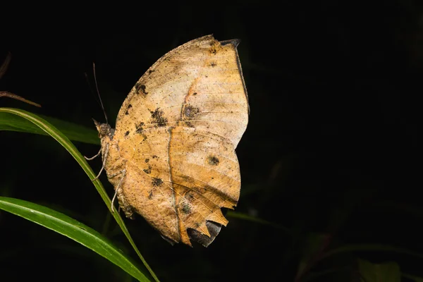 Leafwing kelebek ayılar — Stok fotoğraf