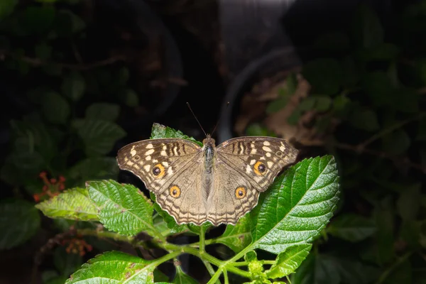Le motif semblable aux yeux sur les ailes le papillon — Photo