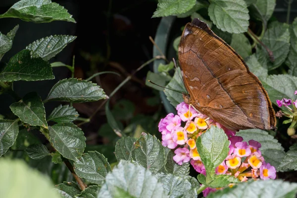 Foglia d'autunno (Doleschallia bisaltide) su brillante lantana . — Foto Stock