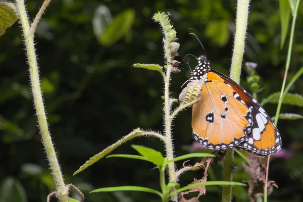 Closeup Plain Tiger na stromě. — Stock fotografie