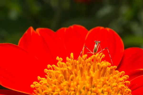 Tithonia 주걱에 작은 녹색 메뚜기 . — 스톡 사진