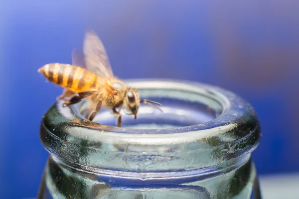 Chiudere bottiglie di vetro con Bee volare in graffiare mangiare miele — Foto Stock