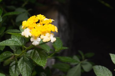 Parlak lantana (Lantana camara) kütükler.