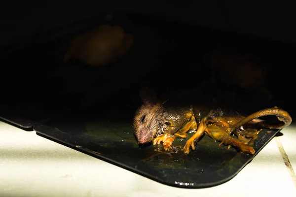 El palo de pegamento de rata en el ratón.Luz que brilla en el ratón.Cerrar —  Fotos de Stock