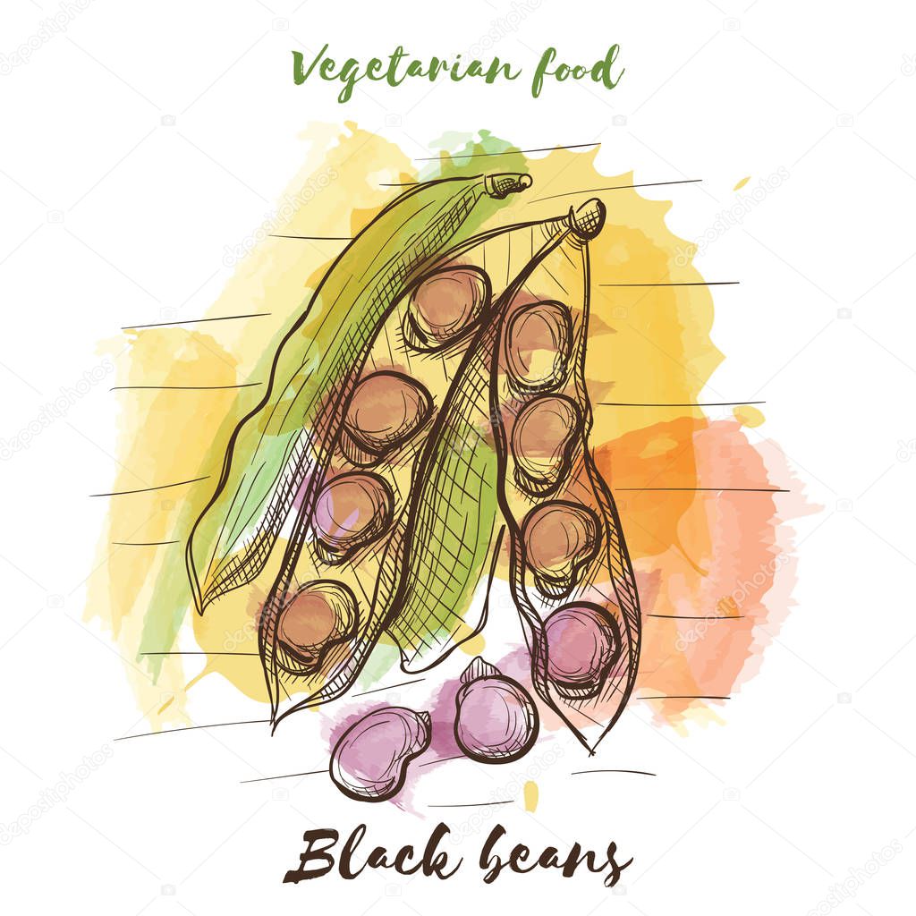 Vector watercolor sketch vegetarian food. Eco food.