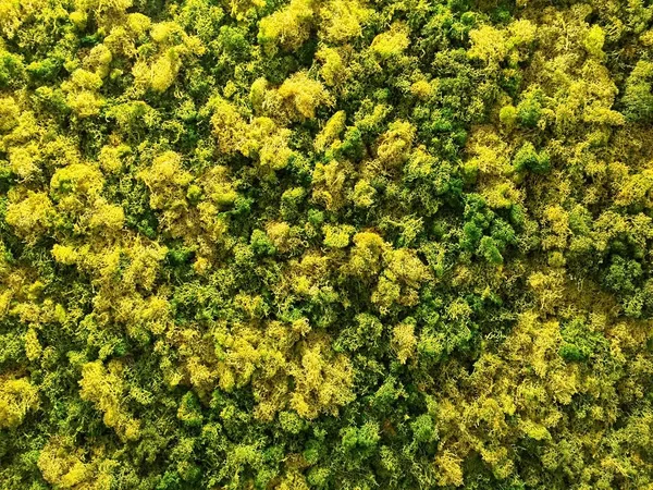 Verde e amarelo musgo fundo — Fotografia de Stock