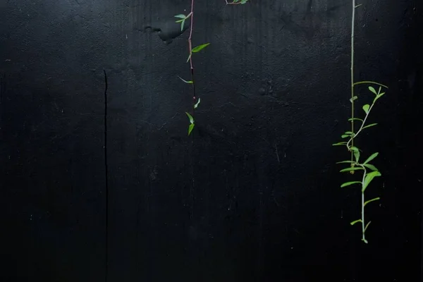Зеленые растения виноградной лозы на черной текстурированной бетонной стене — стоковое фото