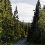 Estrada de terra cercada por floresta, Trysil, maior estância de esqui da Noruega