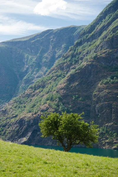 Vedere Scenică Norvegiei Timpul Verii — Fotografie de stoc gratuită