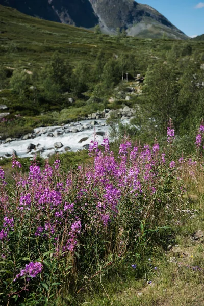 Paesaggio Maestoso Nel Parco Nazionale Jotunheimen Norvegia — Foto stock gratuita