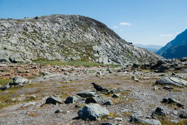 Majestosa Paisagem Parque Nacional Jotunheimen Noruega — Fotografia de Stock Grátis