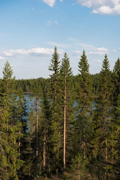 Árboles Río Hoja Perenne Orillas Del Sol Trysil Estación Esquí — Foto de stock gratis