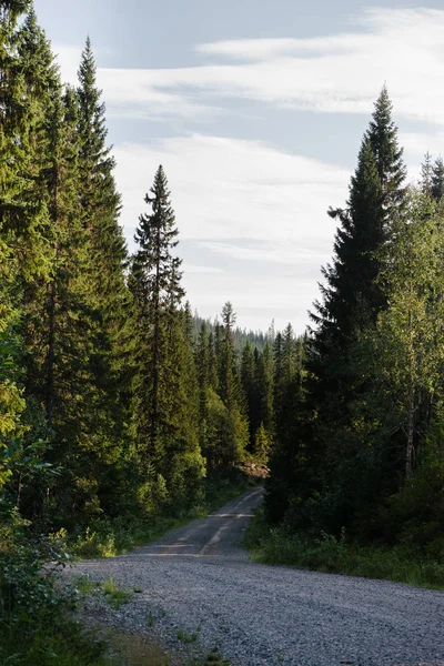 Jalan Tanah Dikelilingi Oleh Hutan Trysil Resor Ski Terbesar Norwegia — Foto Stok Gratis