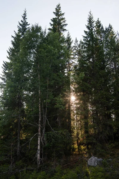 Natura Paesaggistica Trysil Più Grande Stazione Sciistica Della Norvegia — Foto stock gratuita