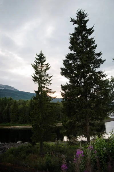 Árboles Río Hoja Perenne Orillas Del Sol Trysil Estación Esquí — Foto de stock gratis