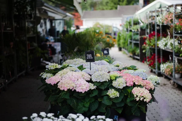 Fleurs Fraîches Dans Boutique Fleurs — Photo gratuite