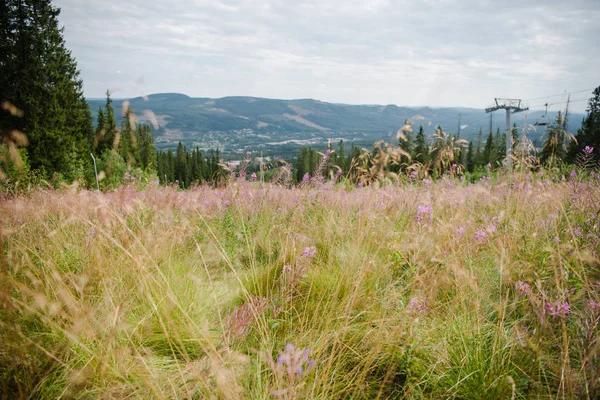 Naturaleza Escénica Trysil Estación Esquí Más Grande Noruega — Foto de stock gratis