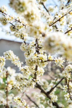 Çiçek açan ağacı olan güzel bir arka plan. Ağaçta bahar çiçekleri. Doğanın ve baharın tadını çıkarıyorum.