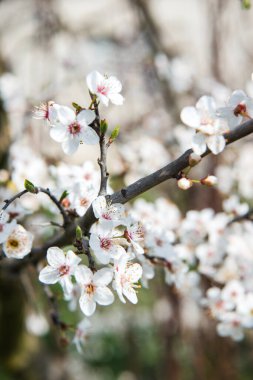 Çiçek açan ağacı olan güzel bir arka plan. Ağaçta bahar çiçekleri. Doğanın ve baharın tadını çıkarıyorum.