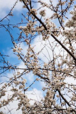 Çiçek açan ağacı olan güzel bir arka plan. Ağaçta bahar çiçekleri. Doğanın ve baharın tadını çıkarıyorum.
