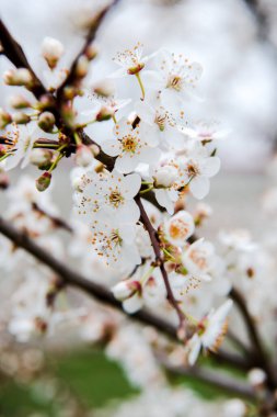 Çiçekli ilkbahar ağaçları. Güzel arka plan. Güneşli bahar gününde çiçek açan ağaç. Bahar çiçekleri. Bulanık arkaplan. İlkbahar