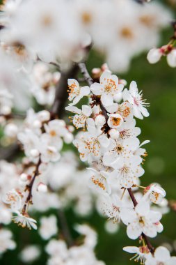 Çiçekli ilkbahar ağaçları. Güzel arka plan. Güneşli bahar gününde çiçek açan ağaç. Bahar çiçekleri. Bulanık arkaplan. İlkbahar
