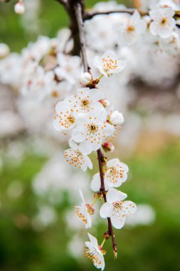 Çiçekli ilkbahar ağaçları. Güzel arka plan. Güneşli bahar gününde çiçek açan ağaç. Bahar çiçekleri. Bulanık arkaplan. İlkbahar