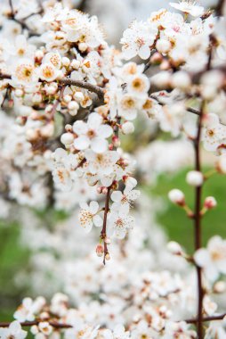 Çiçekli ilkbahar ağaçları. Güzel arka plan. Güneşli bahar gününde çiçek açan ağaç. Bahar çiçekleri. Bulanık arkaplan. İlkbahar