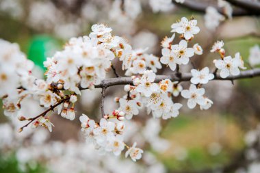 Çiçekli ilkbahar ağaçları. Güzel arka plan. Güneşli bahar gününde çiçek açan ağaç. Bahar çiçekleri. Bulanık arkaplan. İlkbahar