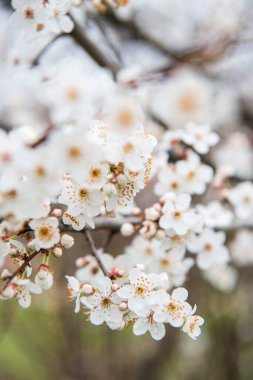 Çiçekli ilkbahar ağaçları. Güzel arka plan. Güneşli bahar gününde çiçek açan ağaç. Bahar çiçekleri. Bulanık arkaplan. İlkbahar
