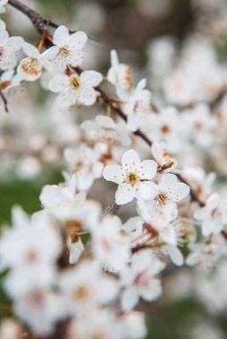 Çiçekli ilkbahar ağaçları. Güzel arka plan. Güneşli bahar gününde çiçek açan ağaç. Bahar çiçekleri. Bulanık arkaplan. İlkbahar