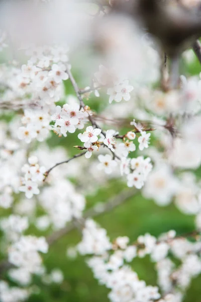 Frühlingsbäume Mit Blühenden Blumen Schöner Hintergrund Blühender Baum Einem Sonnigen — Stockfoto