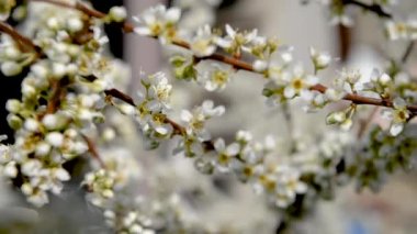 Çiçekli ilkbahar ağaçları. Güzel arka plan. Güneşli bahar gününde çiçek açan ağaç. Bahar çiçekleri. Bulanık arkaplan. İlkbahar