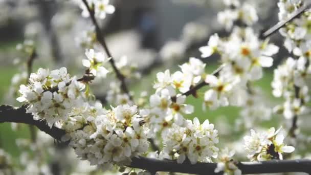 Voorjaarsbomen Met Bloesembloemen Mooie Achtergrond Bloeiende Boom Zonnige Lentedag Voorjaarsbloemen — Stockvideo