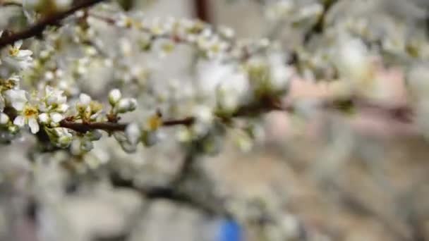 Çiçekli Ilkbahar Ağaçları Güzel Arka Plan Güneşli Bahar Gününde Çiçek — Stok video