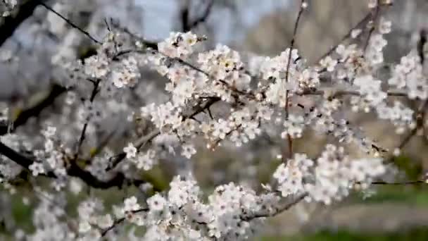 开着花的春树 漂亮的背景春日阳光明媚 树木盛开 摘要背景模糊 春天的时候 — 图库视频影像