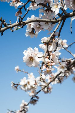 Çiçekli ilkbahar ağaçları. Güzel arka plan. Güneşli bahar gününde çiçek açan ağaç. Bahar çiçekleri. Bulanık arkaplan. İlkbahar