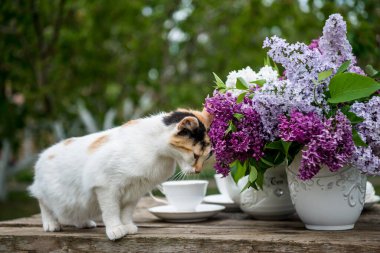 Güneşli bir günde, eski ahşap masadaki güzel kedi açık havada, vazodaki leylak çiçeklerinin yanında.. 